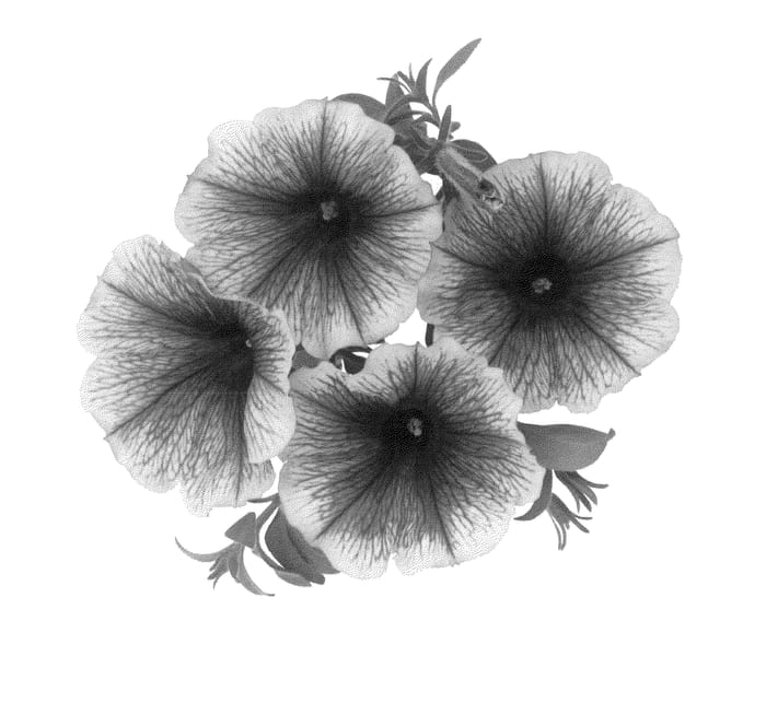 Figure 1 of US plant patent PP22932, the photograph of Dueswegrice printed in the patent.