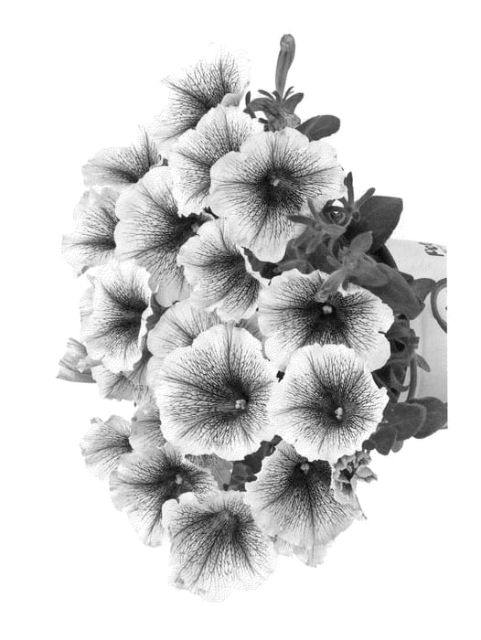 Figure 1 of US plant patent PP22933, the photograph of Duepotblace printed in the patent.