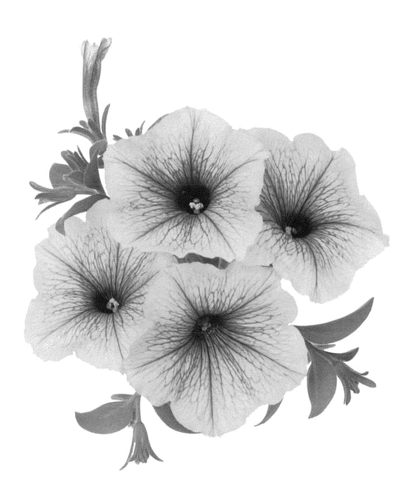 Figure 1 of US plant patent PP22934, the photograph of Dueswebuce printed in the patent.