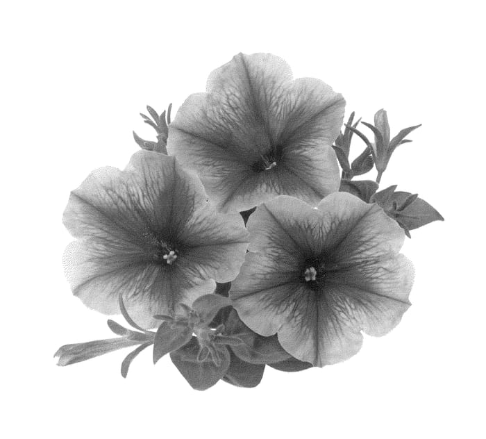 Figure 1 of US plant patent PP22935, the photograph of Duesweberce printed in the patent.