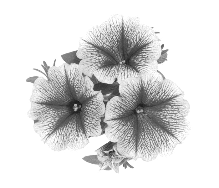 Figure 1 of US plant patent PP22936, the photograph of Duesurstabu printed in the patent.