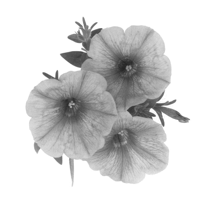 Figure 1 of US plant patent PP22937, the photograph of Dueswebugu printed in the patent.