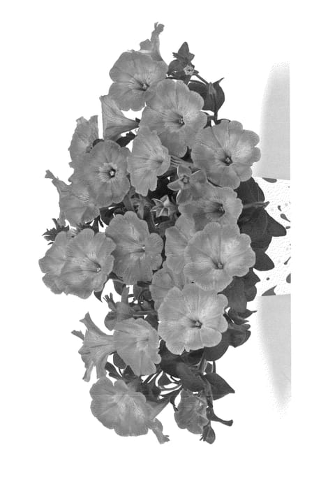 Figure 1 of US plant patent PP22938, the photograph of Duesurpilem printed in the patent.