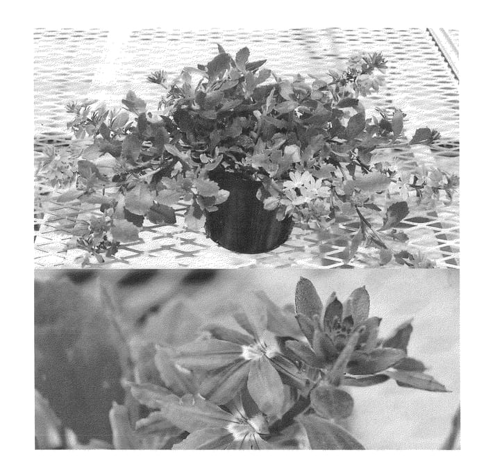 Figure 1 of US plant patent PP22939, the photograph of Bonsca7200 printed in the patent.