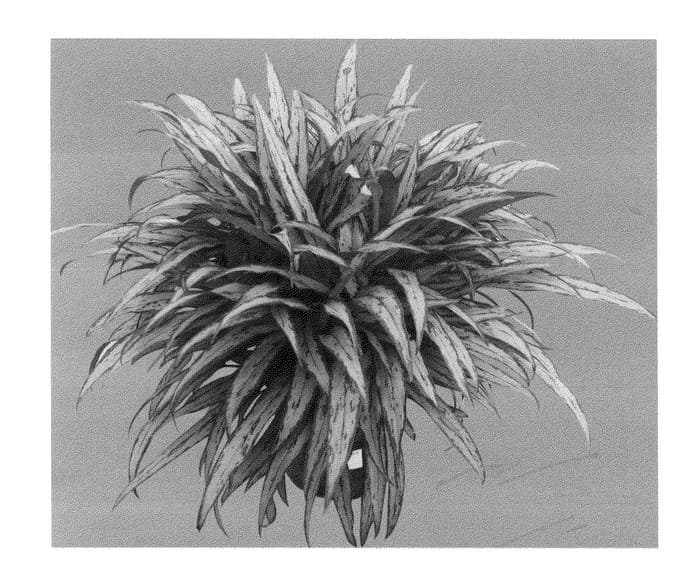 Figure 1 of US plant patent PP22940, the photograph of Muklass printed in the patent.