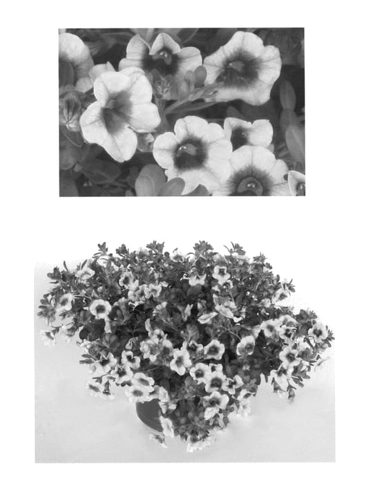 Figure 1 of US plant patent PP22941, the photograph of USCAL58205 printed in the patent.