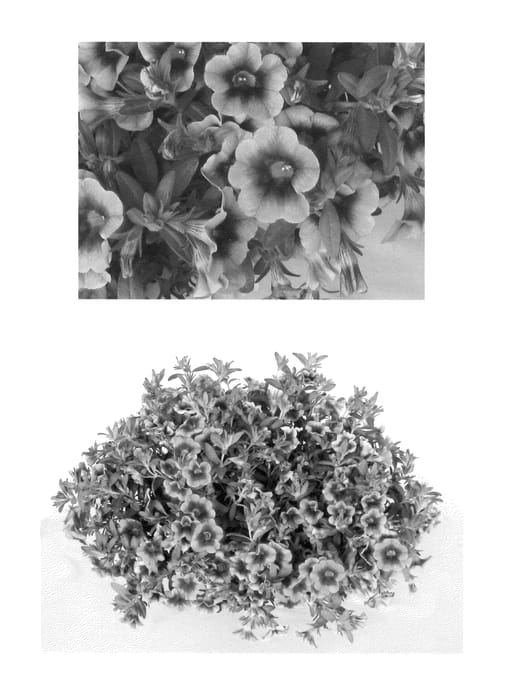 Figure 1 of US plant patent PP22942, the photograph of USCAL66501 printed in the patent.
