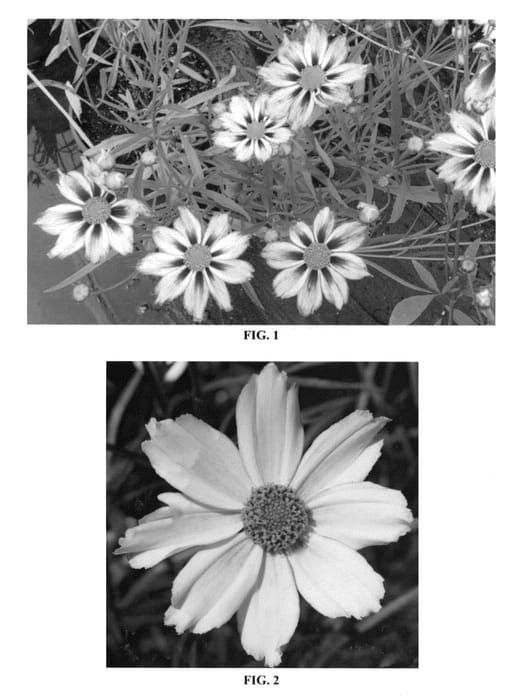 Figure 1 of US plant patent PP22943, the photograph of Cosmic Evolution printed in the patent.