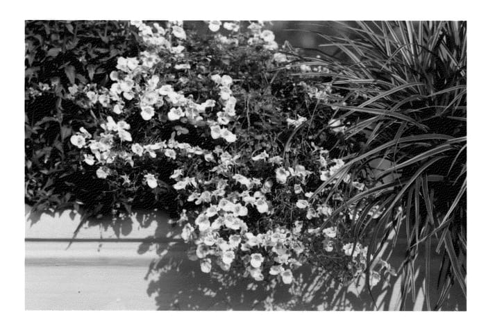 Figure 1 of US plant patent PP22944, the photograph of KLEDB10714 printed in the patent.