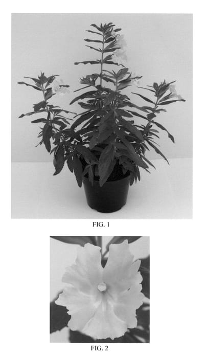 Figure 1 of US plant patent PP22945, the photograph of Georgie Yellow printed in the patent.