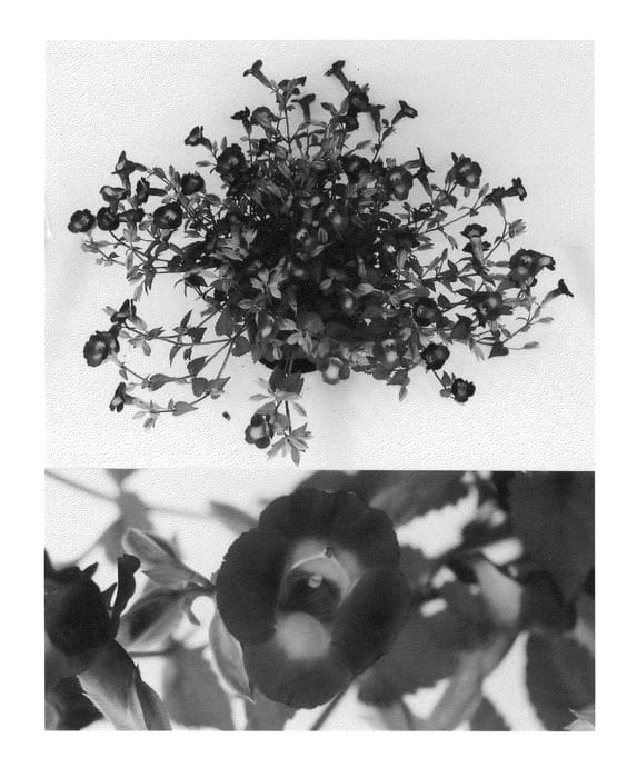 Figure 1 of US plant patent PP22946, the photograph of Sunrekodebu printed in the patent.