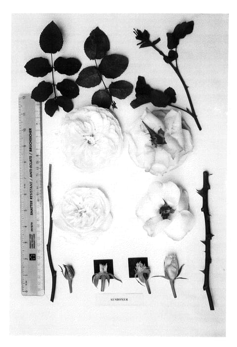 Figure 1 of US plant patent PP22947, the photograph of AUSboxer printed in the patent.