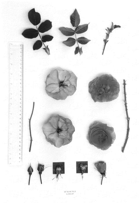 Figure 1 of US plant patent PP22948, the photograph of AUSlounge printed in the patent.