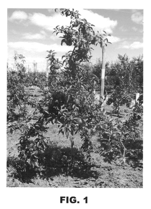 Figure 1 of US plant patent PP22949, the photograph of Premier Star printed in the patent.