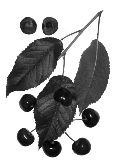 Figure 1 of US plant patent PP22950, the photograph of Royal Brynn printed in the patent.