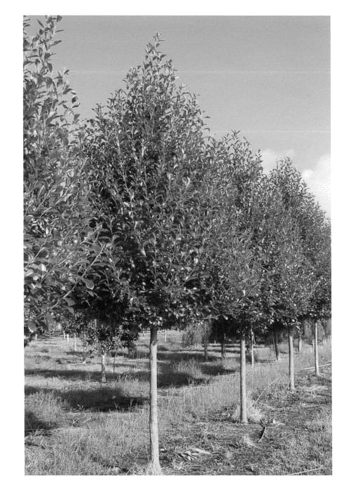Figure 1 of US plant patent PP22951, the photograph of Nsuhh printed in the patent.