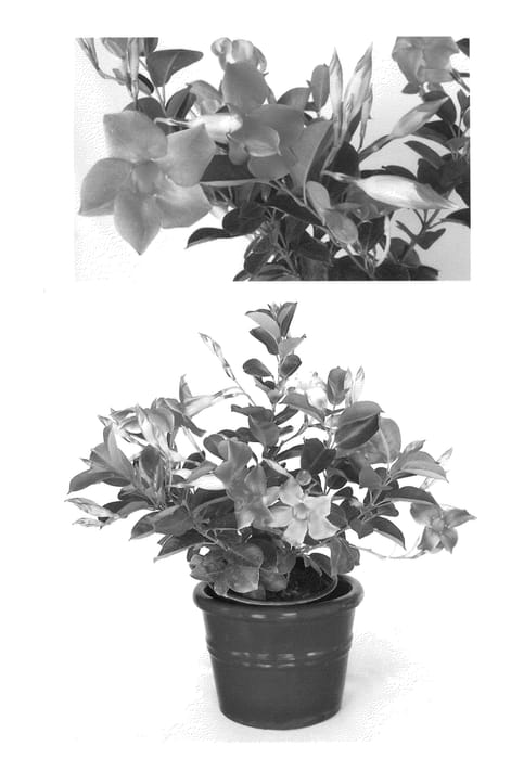 Figure 1 of US plant patent PP22952, the photograph of Vivian printed in the patent.