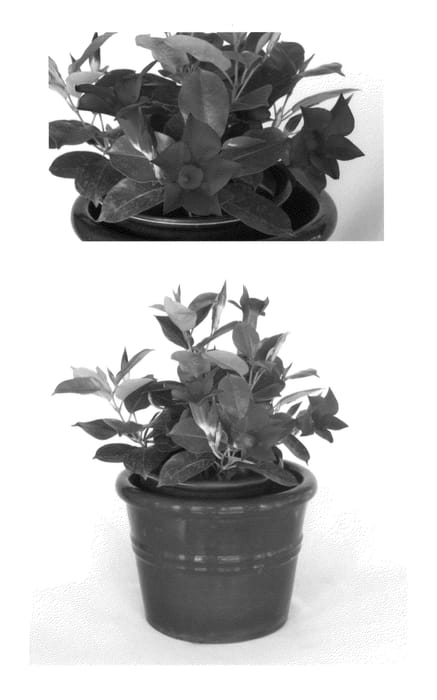 Figure 1 of US plant patent PP22953, the photograph of Sophia printed in the patent.