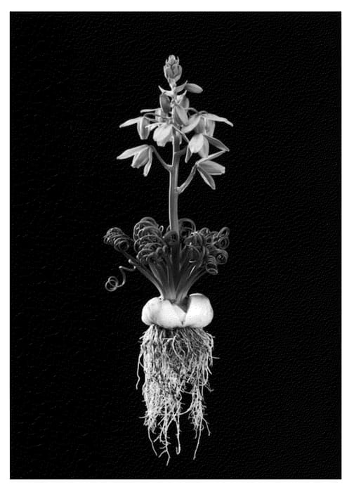Figure 1 of US plant patent PP22954, the photograph of Frizzle Sizzle printed in the patent.