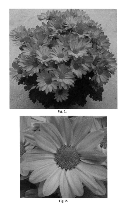 Figure 1 of US plant patent PP22955, the photograph of CIDZ0006 printed in the patent.