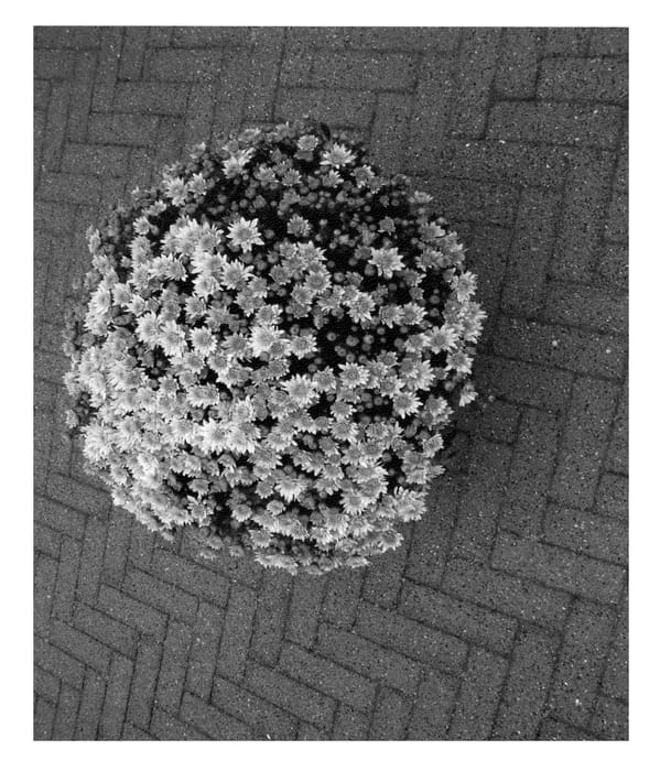 Figure 1 of US plant patent PP22956, the photograph of Dark Pamplona Jogger printed in the patent.