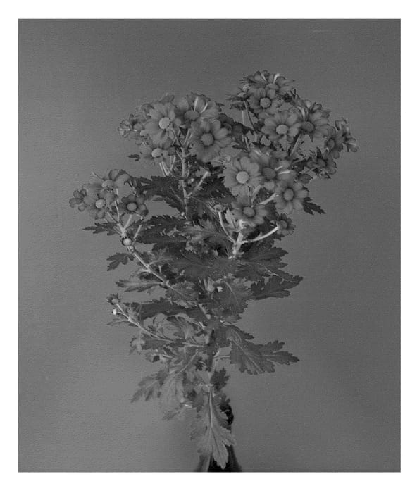 Figure 1 of US plant patent PP22958, the photograph of Dekjombe Purple printed in the patent.