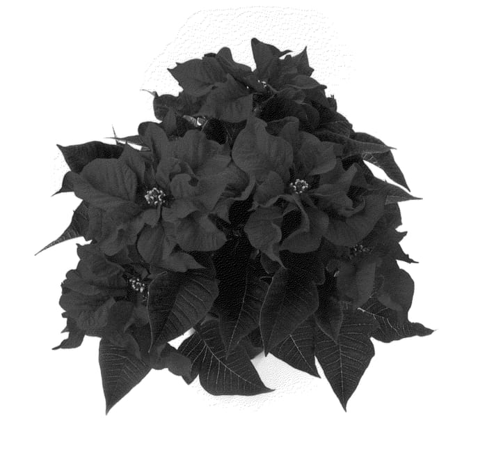 Figure 1 of US plant patent PP22959, the photograph of BKPONTW printed in the patent.