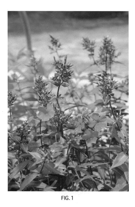 Figure 1 of US plant patent PP22960, the photograph of Lord Clayton printed in the patent.