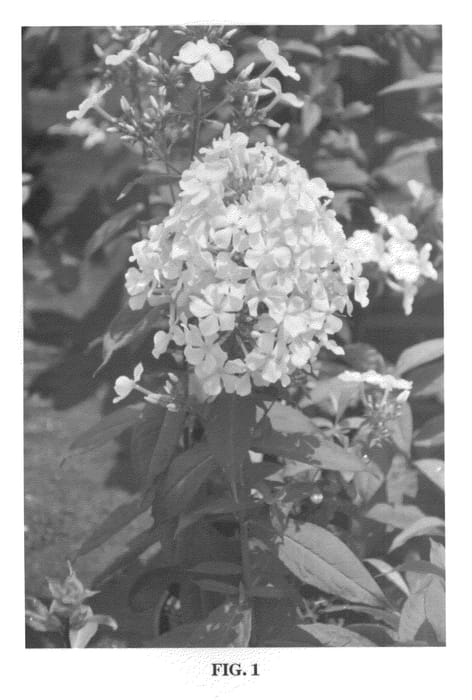 Figure 1 of US plant patent PP22961, the photograph of Thai Pink Jade printed in the patent.
