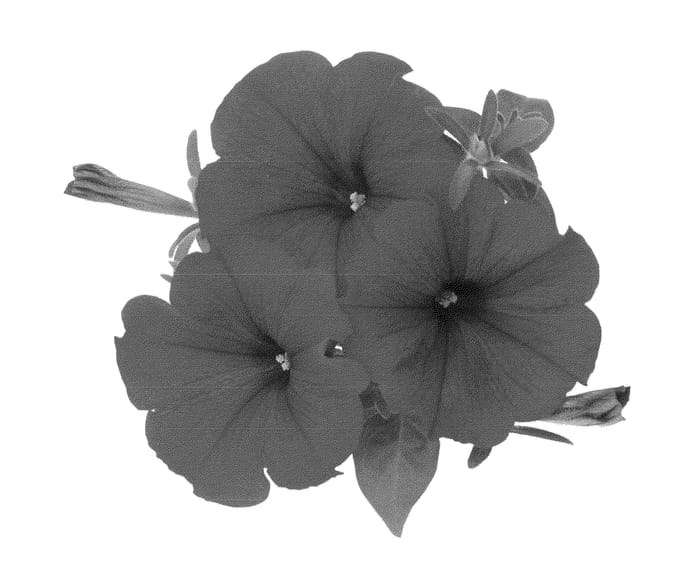 Figure 1 of US plant patent PP22962, the photograph of Dueswehotre printed in the patent.