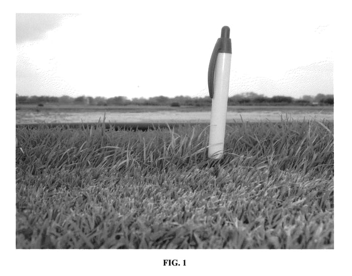 Figure 1 of US plant patent PP22963, the photograph of BARAZUR printed in the patent.