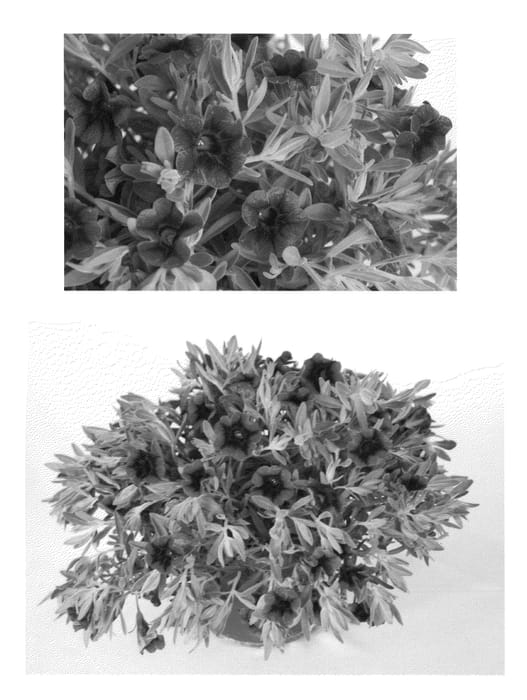 Figure 1 of US plant patent PP22964, the photograph of USCAL68604 printed in the patent.