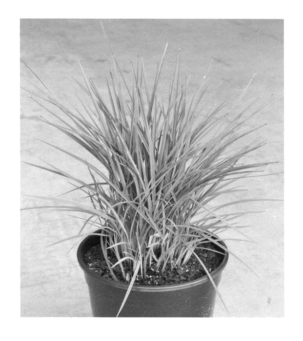 Figure 1 of US plant patent PP22965, the photograph of Allyn-Citation printed in the patent.