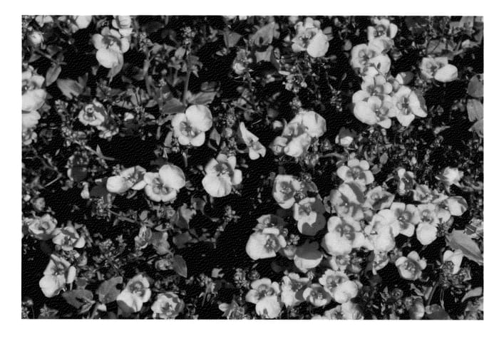 Figure 1 of US plant patent PP22966, the photograph of KLEDB10715 printed in the patent.