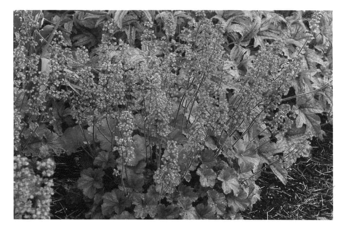Figure 1 of US plant patent PP22967, the photograph of Cherry Cola printed in the patent.