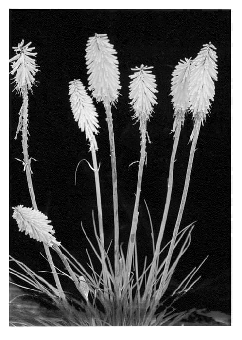 Figure 1 of US plant patent PP22968, the photograph of Mango Popsicle printed in the patent.
