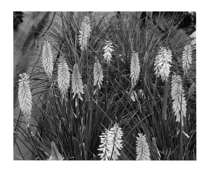 Figure 1 of US plant patent PP22969, the photograph of Pineapple Popsicle printed in the patent.