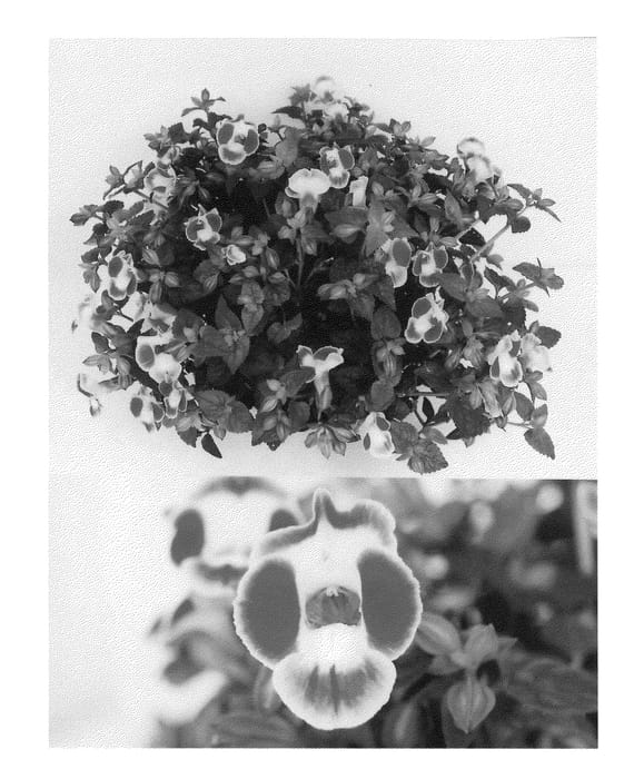 Figure 1 of US plant patent PP22970, the photograph of Sunrekoroho printed in the patent.