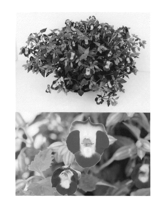 Figure 1 of US plant patent PP22971, the photograph of Sunrekobuho printed in the patent.