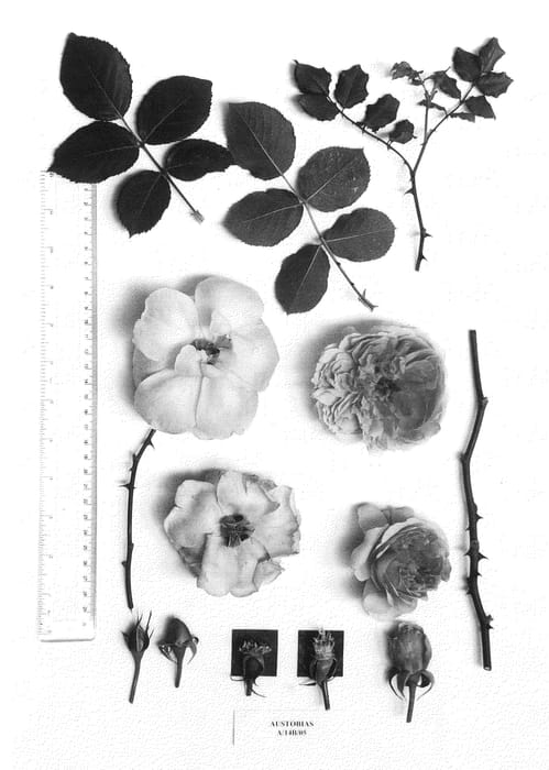 Figure 1 of US plant patent PP22972, the photograph of AUStobias printed in the patent.