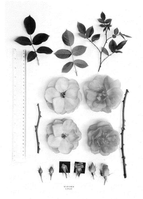 Figure 1 of US plant patent PP22973, the photograph of AUSpanier printed in the patent.