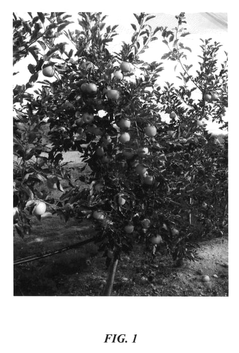 Figure 1 of US plant patent PP22974, the photograph of Gradiyel printed in the patent.