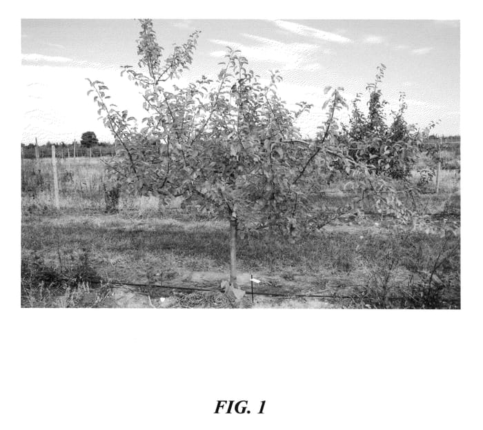 Figure 1 of US plant patent PP22975, the photograph of Gradirose printed in the patent.