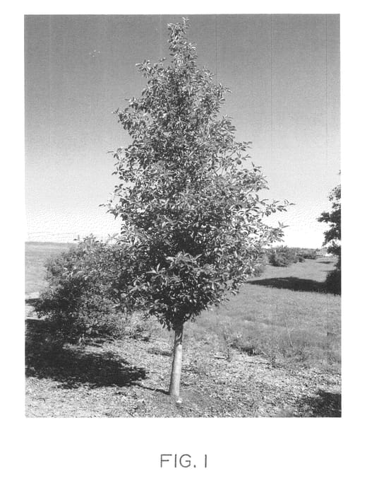 Figure 1 of US plant patent PP22976, the photograph of WFH1 printed in the patent.