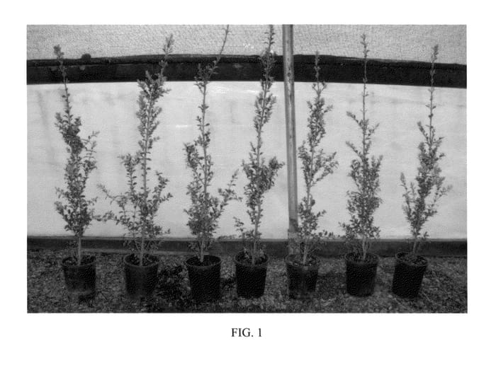 Figure 1 of US plant patent PP22977, the photograph of Sky Walker printed in the patent.