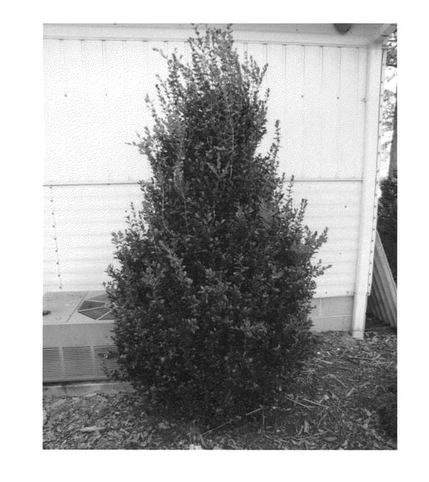 Figure 1 of US plant patent PP22978, the photograph of Highlander printed in the patent.