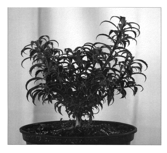 Figure 1 of US plant patent PP22979, the photograph of Heckenzwerg printed in the patent.