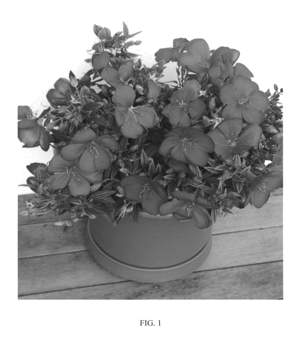 Figure 1 of US plant patent PP22980, the photograph of TEKO printed in the patent.