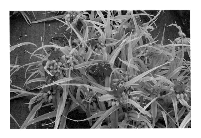 Figure 1 of US plant patent PP22981, the photograph of Lucky Charm printed in the patent.