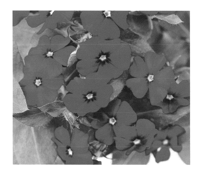 Figure 1 of US plant patent PP22982, the photograph of Duephocher printed in the patent.